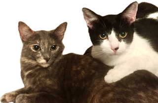 Pixel & Nibble